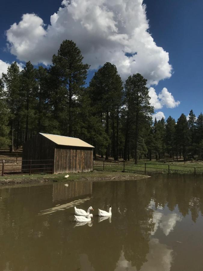 Grand Canyon Cottage At Historic Wrigley Ranch With Horseback Riding & Shooting Parks Exterior foto